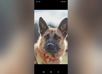 Schäferhund Mischling Kewin sucht ein liebevolles Zuhause