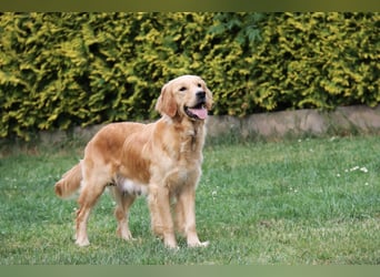 Golden Retriever Welpen vom Thüringer Wald