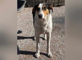 Dino ❤️ aufgeweckter, lieber Traumhund