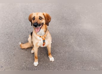 Menschenbezogene Lilo sucht ihre Familie