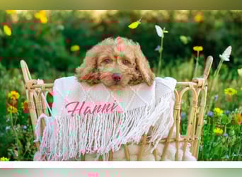 Goldendoodle mini Medium Doodle Abgabe an Pfingsten