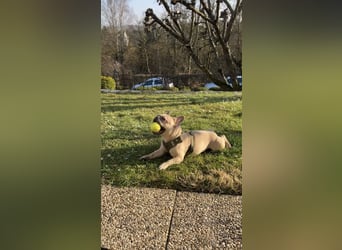 Schmusehund sucht neues liebevolles Zuhause