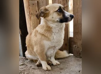 Lilu muss dringend aus dem Shelter