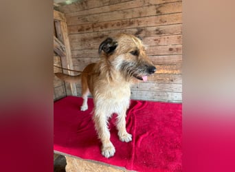 Nicsa, Schnauzer-Mix, Hündin, geb. am 01.04.2023, 50 cm