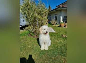 GOLDENDOODLE Traum ! Bezaubernde Welpen aus langjähriger+überprüfter Familienaufzucht.