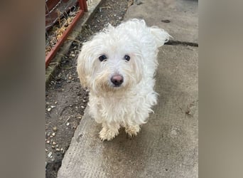 Daisy **Reserviert***