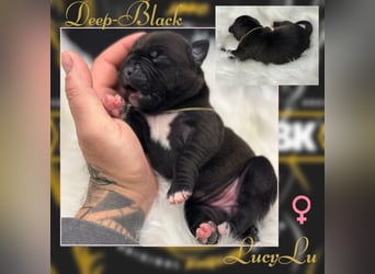 Kingzbullys Classic Edition/American Bully Classic