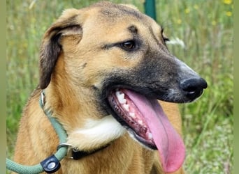 Muffin (weibl.), sucht liebevolle und geduldige Menschen!