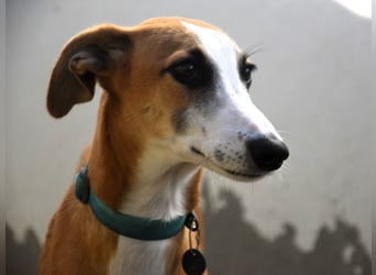 Dali 07/2024 (in Deutschland) - bezaubernder junger Galgo!