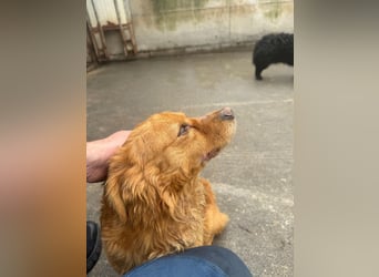 Lucky kleiner, freundlicher Mischling Rüde sucht Zuhause oder Pflegestelle