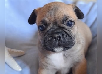 Allerliebste FROPS Kinder (Französische Bulldogge und Mops)