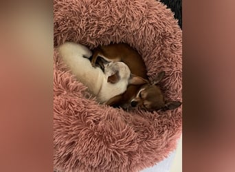 SOPHIE und KAAMI ❤️ 2 Chihuahua Seelen, Pflegefamilie Bochum