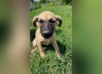CHICCA ❤  wartet in 26676 Barßel auf Dich