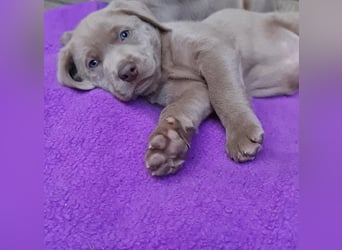 Labrador Aussiedor Welpen aus liebevoller Zucht