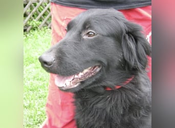 Medo ein Traumhund