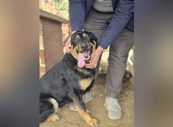 Mimi-LM, Traumhündin sucht aktive Familie