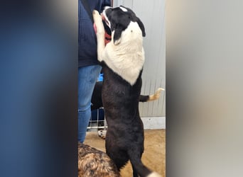 Mella - Gute-Laune-Hund
