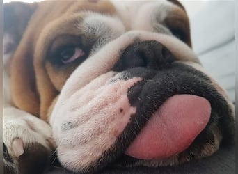 Englische Bulldoggenwelpen verfügbar in der Hauszucht "Von Teodor" FCI!