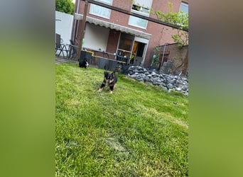 Diese süßen Australian Shepherd Fellnasen