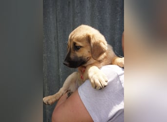 Ronja- Kulleraugen auf vier Pfoten