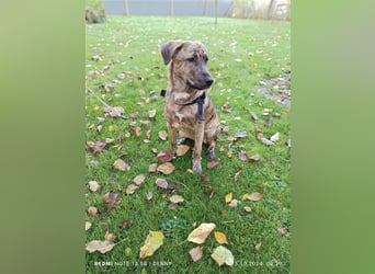 2 hübsche Labrador/Australian Shepherd- Harzer Fuchs Mix Welpen