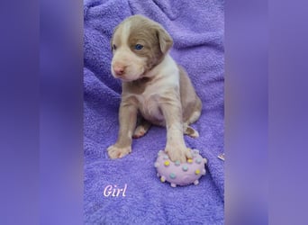 Labrador Aussiedor Welpen aus liebevoller Zucht