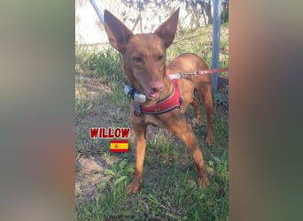 Willow,geb.6/23,liebes Podenco Mädchen sucht ihre Familie,bereits auf PS in 47574 Goch
