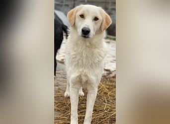 Nami, geb. ca. 12/2019, lebt in GRIECHENLAND, im städt. Tierheim Serres