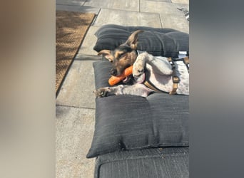 Welpendame CHANEL (auf Pflegestelle in 90453 Nürnberg) sucht ihr Zuhause!