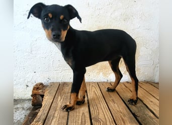 Lana, muss dringend aus dem Tierheim raus