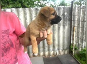 Welpe Teddy: Neu im Tierheim