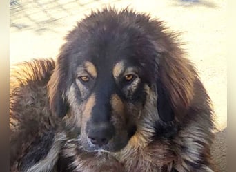 Aramis ❤️ liebevoll aufgeweckter Jungrüde