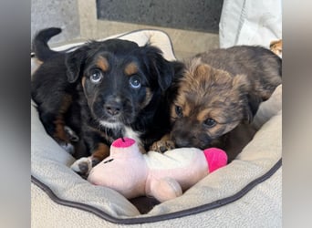 Dulceata, Dakota und Dusty