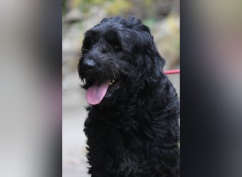 Nube sucht Kuschelpartner für's Leben