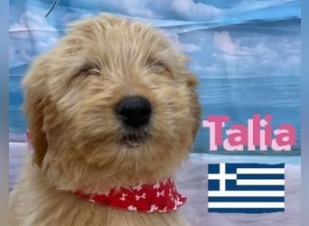 Talia, geb.01/25 - anhängliches Hundemädchen sucht ihre Familie