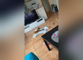 Kleiner Nikki(5 Mon,4,5 kg, 20 cm)sucht liebevolles Zuhause