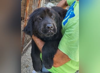 ARCHIE❤️ junger, kinderlieber Chow-Chow-Retriever-Mix-Rüde: perfekter Familienhund!