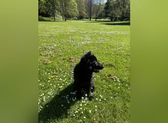 Altdeutscher Schäferhundwelpe