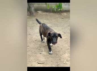 Bella Traumhafte Begleiterin