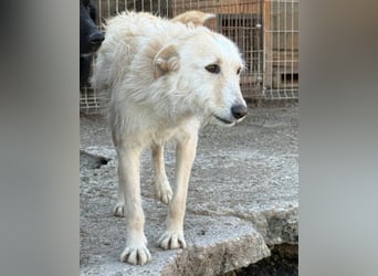 Wundervolle Vela sucht ihre Familie