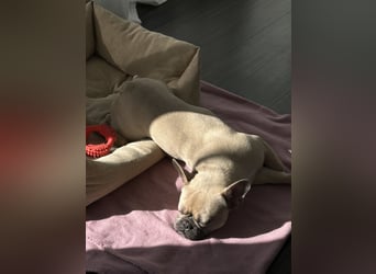 Schmusehund sucht neues liebevolles Zuhause