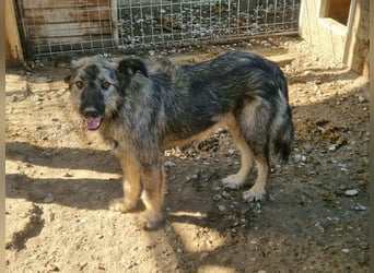 ♥VITO♥ sehr lieber, total süßer, noch etwas vorsichtiger Rüde, der sicher schnell auftaut 55 cm
