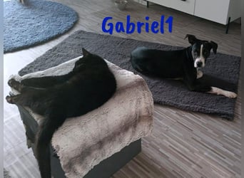 Gabriel1 10/2024 (in Deutschland) - geselliger, kluger und sportlicher junger Bodeguero-Mix!