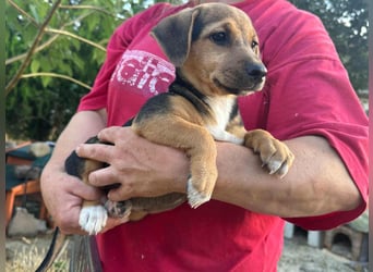 Patricia, geboren 10.04.2025, 22cm sucht ihr Zuhause