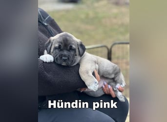 Kangal-Welpen suchen liebevolles Zuhause