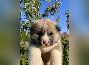 Akita Inu Welpen