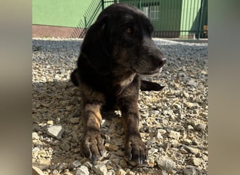Momo braucht ein liebevolles Zuhause