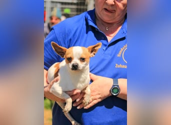 Töltö PP – Chihuahua-Rüde sucht geduldige Menschen mit Herz