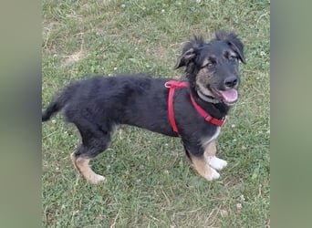 Atos ein absoluter Familienhund