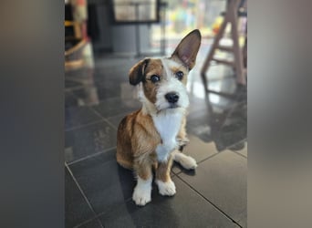 Luigi, kleiner Racker